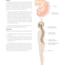 Gray’s Anatomy for Students 5th Edition 2024