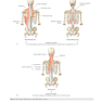 Gray’s Anatomy for Students 5th Edition 2024