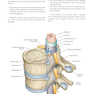 Gray’s Anatomy for Students 5th Edition 2024