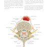 Gray’s Anatomy for Students 5th Edition 2024