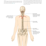 Gray’s Anatomy for Students 5th Edition 2024