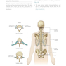 Gray’s Anatomy for Students 5th Edition 2024