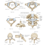 Gray’s Anatomy for Students 5th Edition 2024