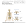 Gray’s Anatomy for Students 5th Edition 2024