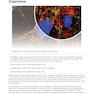 The Biology of Cancer Third Edition 2023