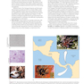 Loose Leaf for Integrated Principles of Zoology 19th Edition 2024