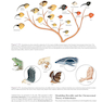 Loose Leaf for Integrated Principles of Zoology 19th Edition 2024