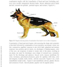 A Fully Illustrated Handbook on Clinical Diagnostic Processes in Canine Medicine