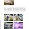 A Fully Illustrated Handbook on Clinical Diagnostic Processes in Canine Medicine