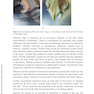 A Fully Illustrated Handbook on Clinical Diagnostic Processes in Canine Medicine