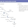 LANGE Pathology Flash Cards, Fourth Edition
