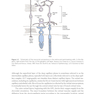 2024-2025 Basic and Clinical Science Course, Section 12: Retina and Vitreous
