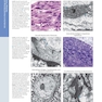 Diagnostic Pathology: Normal Histology 3rd Edition