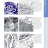 Diagnostic Pathology: Normal Histology 3rd Edition