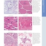 Diagnostic Pathology: Normal Histology 3rd Edition