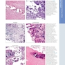 Diagnostic Pathology: Normal Histology 3rd Edition