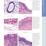 Diagnostic Pathology: Normal Histology 3rd Edition
