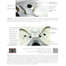 2025-2026 Basic and Clinical Science Course, Section 5: Neuro-Ophthalmology
