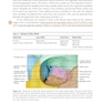 2025-2026 Basic and Clinical Science Course, Section 5: Neuro-Ophthalmology