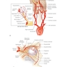 2025-2026 Basic and Clinical Science Course, Section 5: Neuro-Ophthalmology