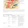 2025-2026 Basic and Clinical Science Course, Section 5: Neuro-Ophthalmology