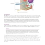 MCAT Biology Review 2026-2027