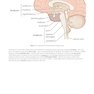 MCAT Behavioral Sciences Review 2026-2027