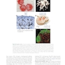 Cellular and Molecular Immunology 11th Edition