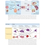 Cellular and Molecular Immunology 11th Edition