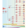 Cellular and Molecular Immunology 11th Edition